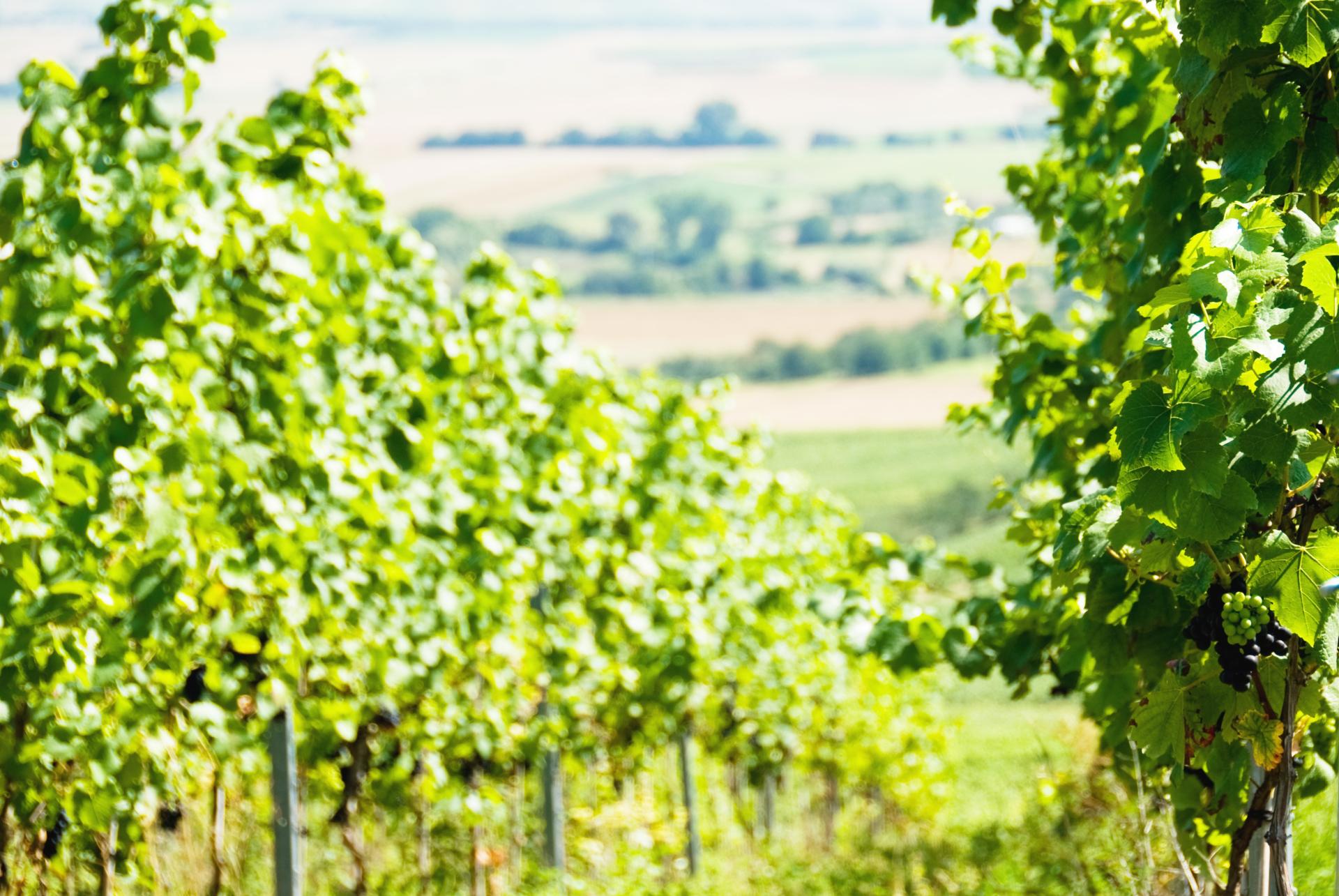 Unser Weingut